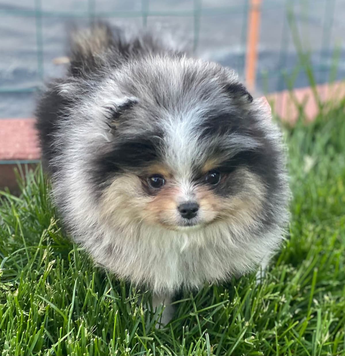 1 merle male Pom pup breeder image 37