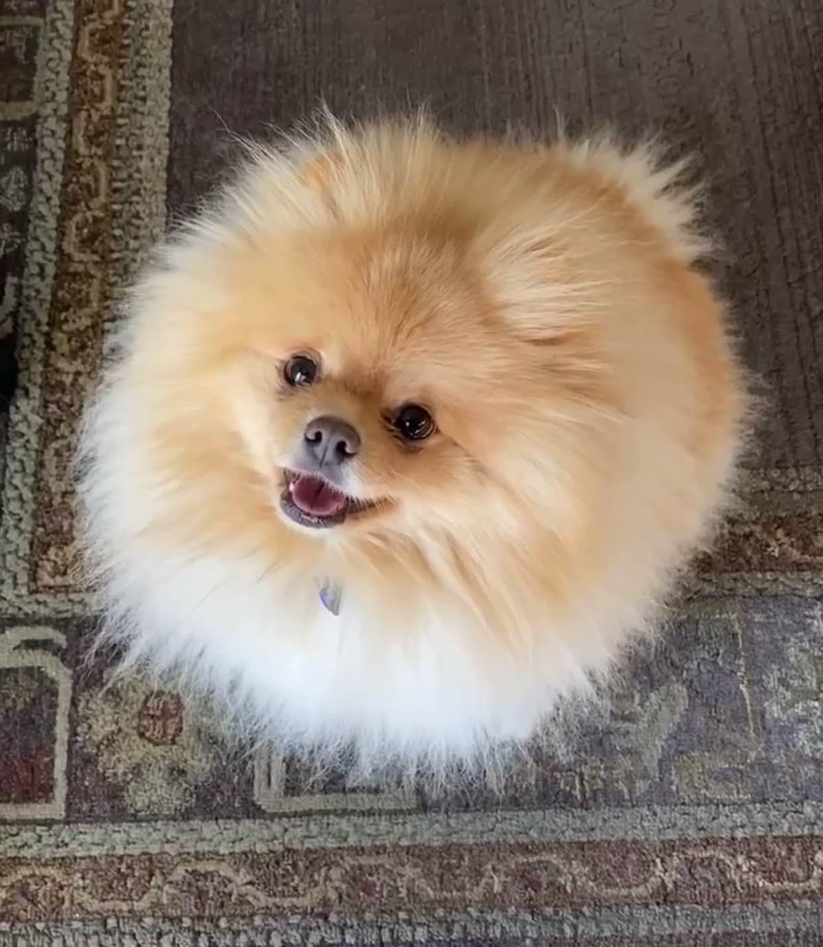 1 merle male Pom pup breeder image 36