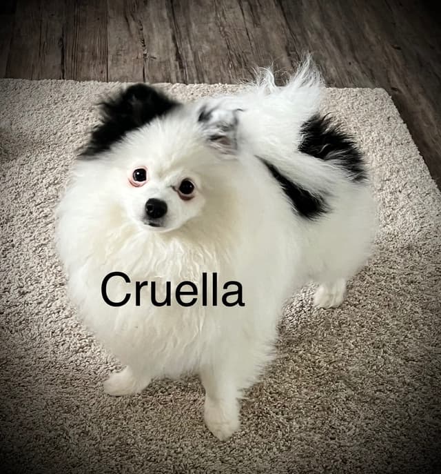 Male roan pomeranian pup media 2