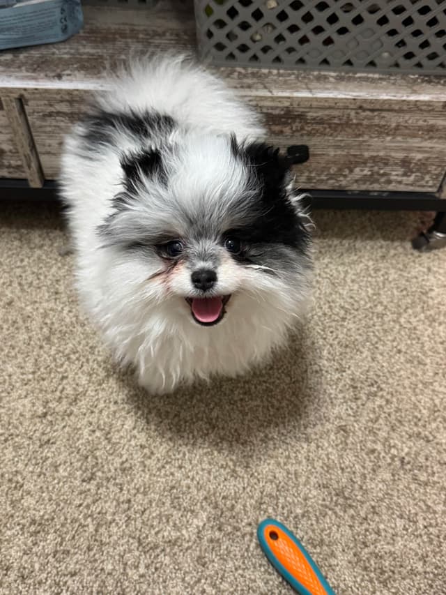 Male roan pomeranian pup media 3