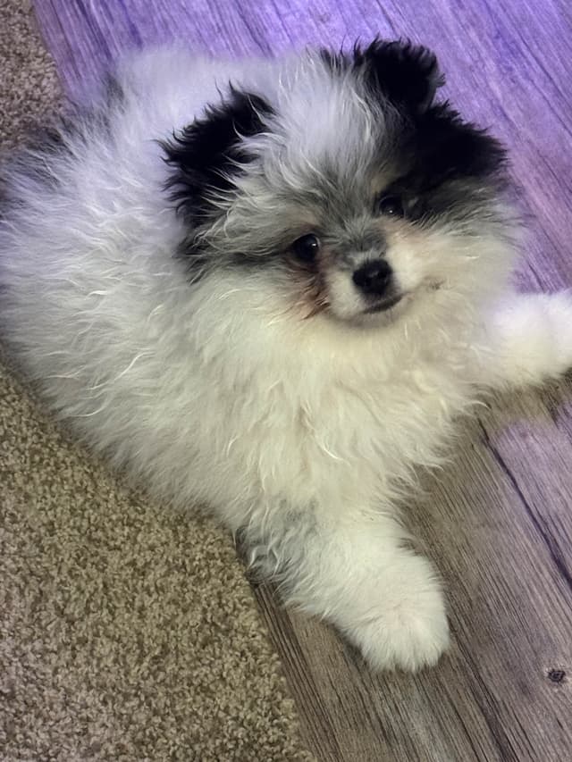 Male roan pomeranian pup media 4