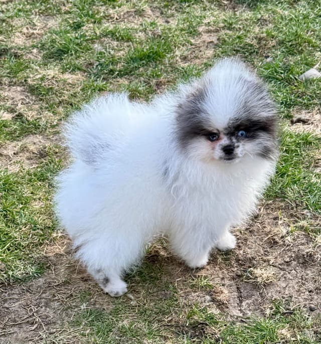 One male blue merle Parti high quality blue in both eyes one solid media 4