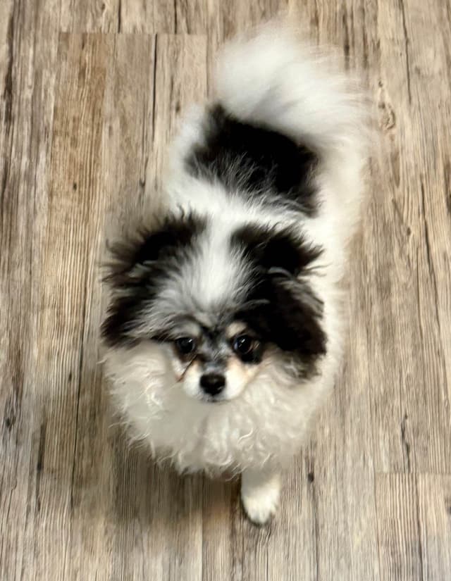 Male roan pomeranian pup media 5