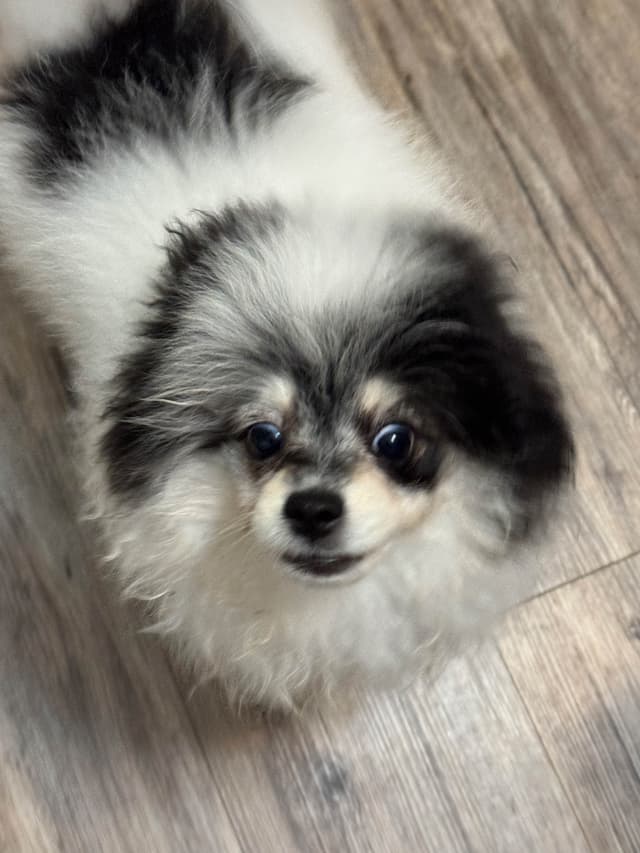 Male roan pomeranian pup media 7