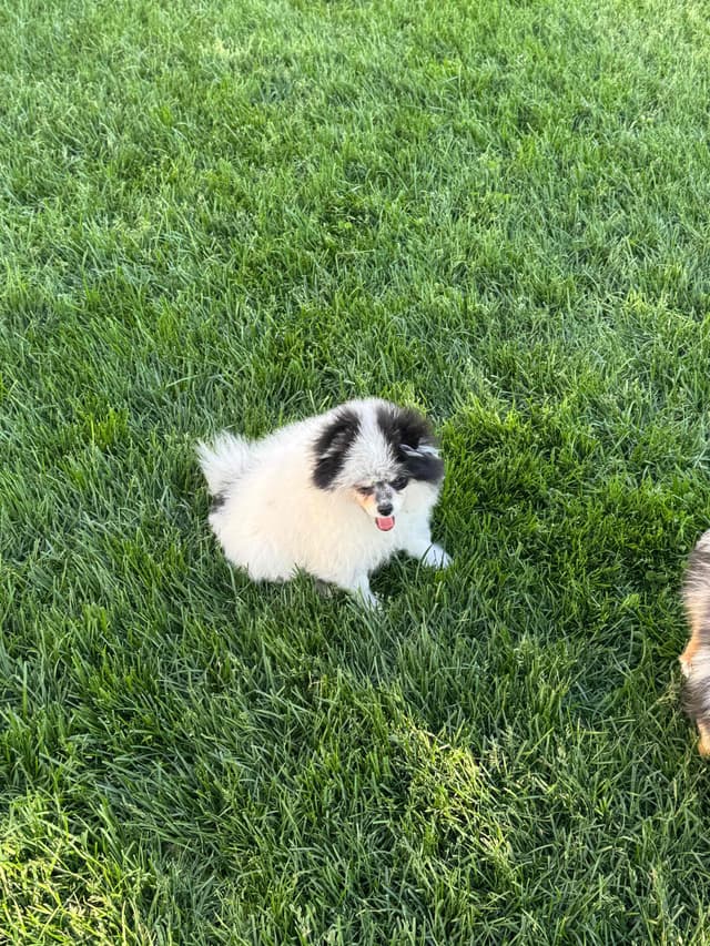 Male roan pomeranian pup media 8