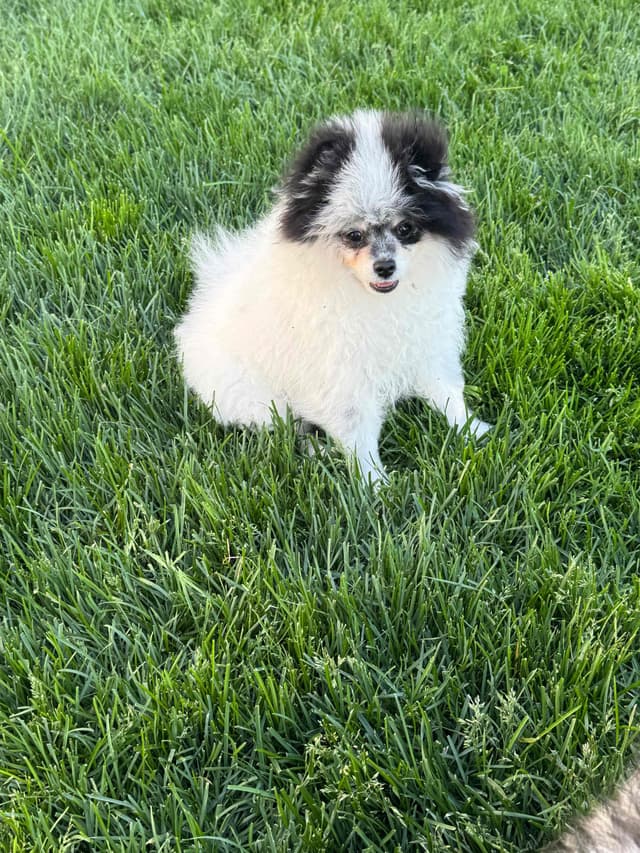 Male roan pomeranian pup media 9