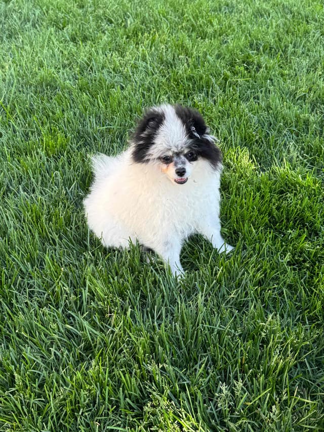 Male roan pomeranian pup media 10