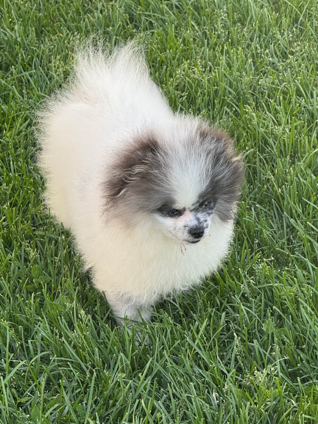 One male blue merle Parti high quality blue in both eyes one solid media 6