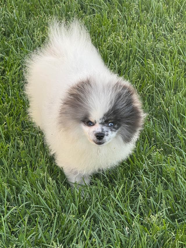One male blue merle Parti high quality blue in both eyes one solid media 7