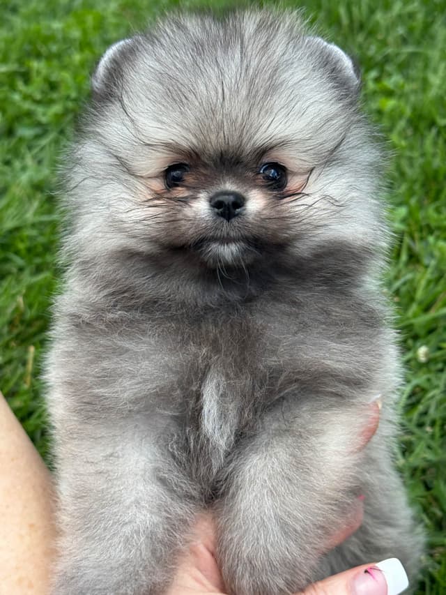 2 cream sable males and one ice white male Pomeranian Puppies media 6