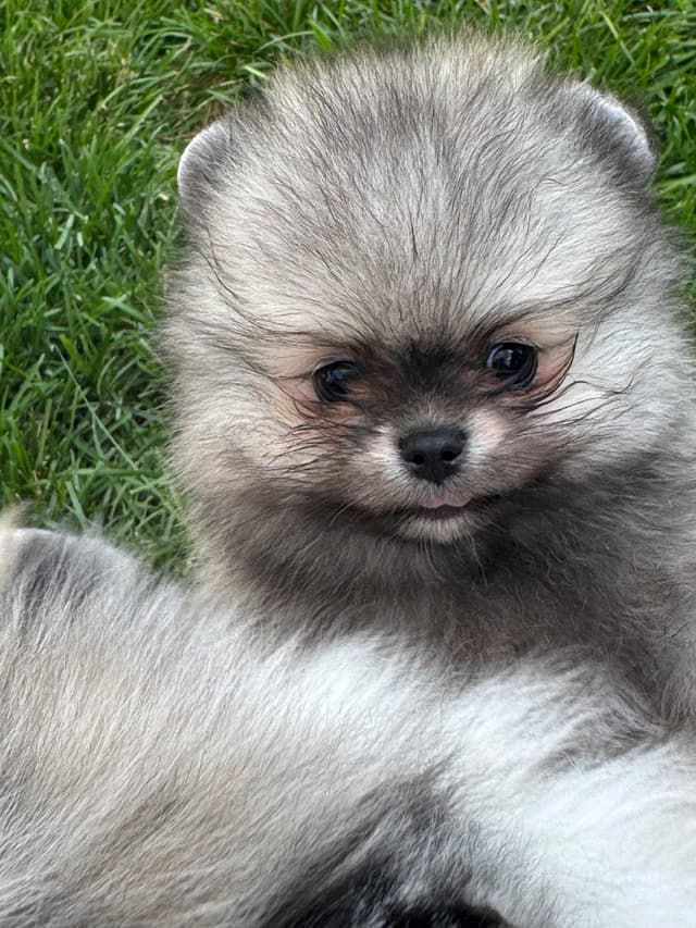 2 cream sable males and one ice white male Pomeranian Puppies media 4