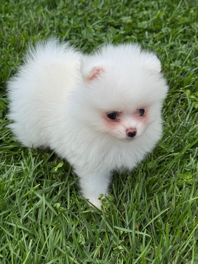 2 cream sable males and one ice white male Pomeranian Puppies media 2