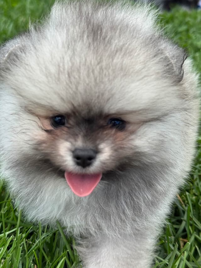 2 cream sable males and one ice white male Pomeranian Puppies media 3