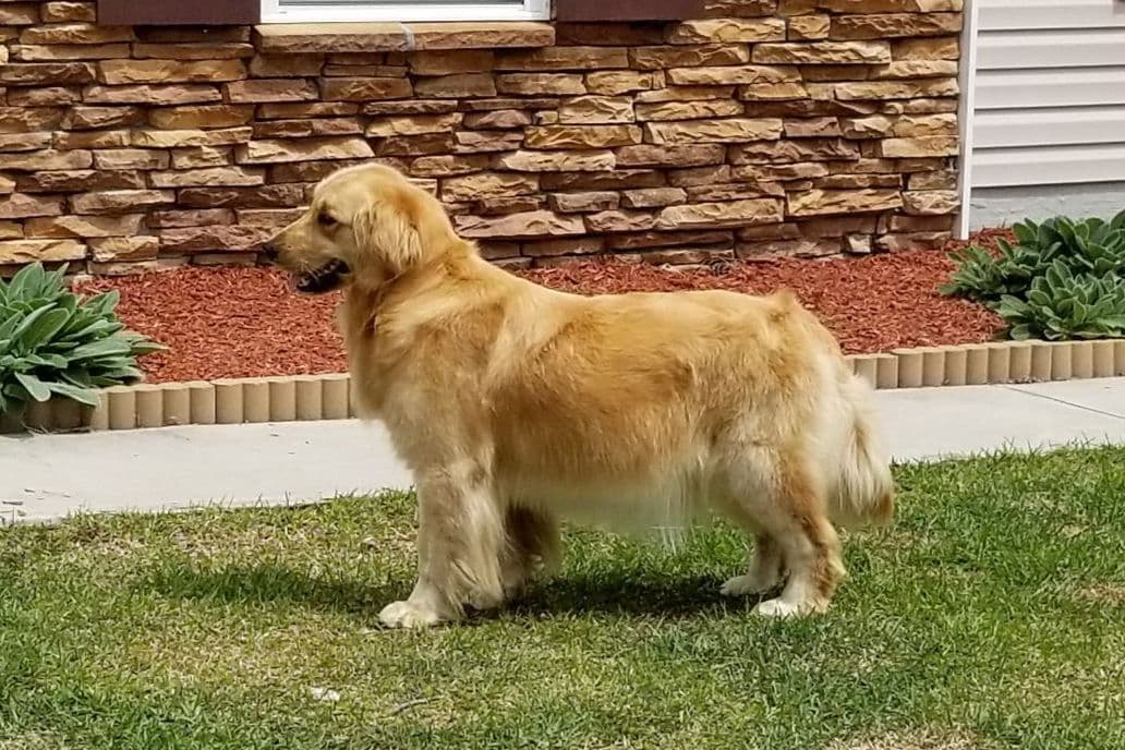 Golden Retriever Puppies breeder image 24