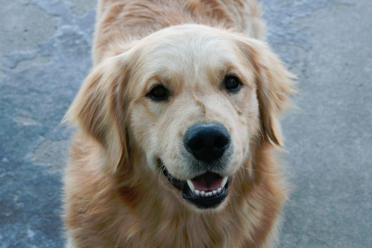 Golden Retriever Puppies breeder image 1