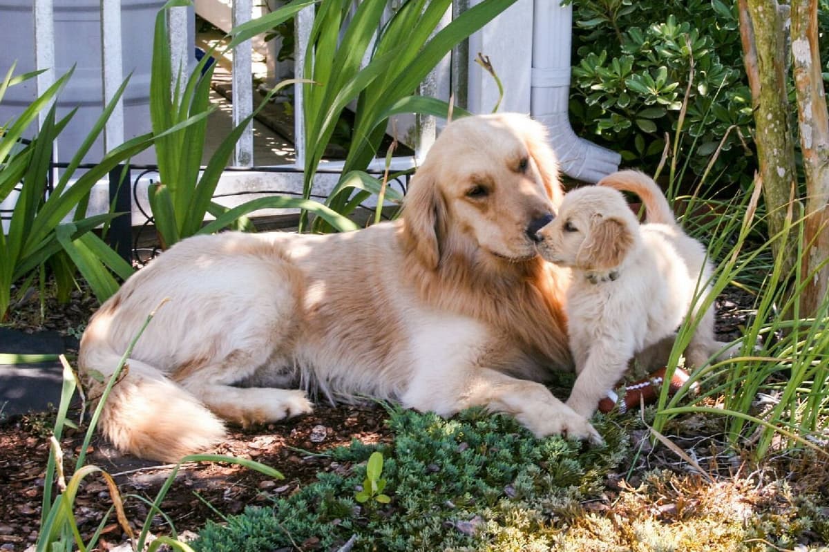 Golden Retriever Puppies breeder image 23