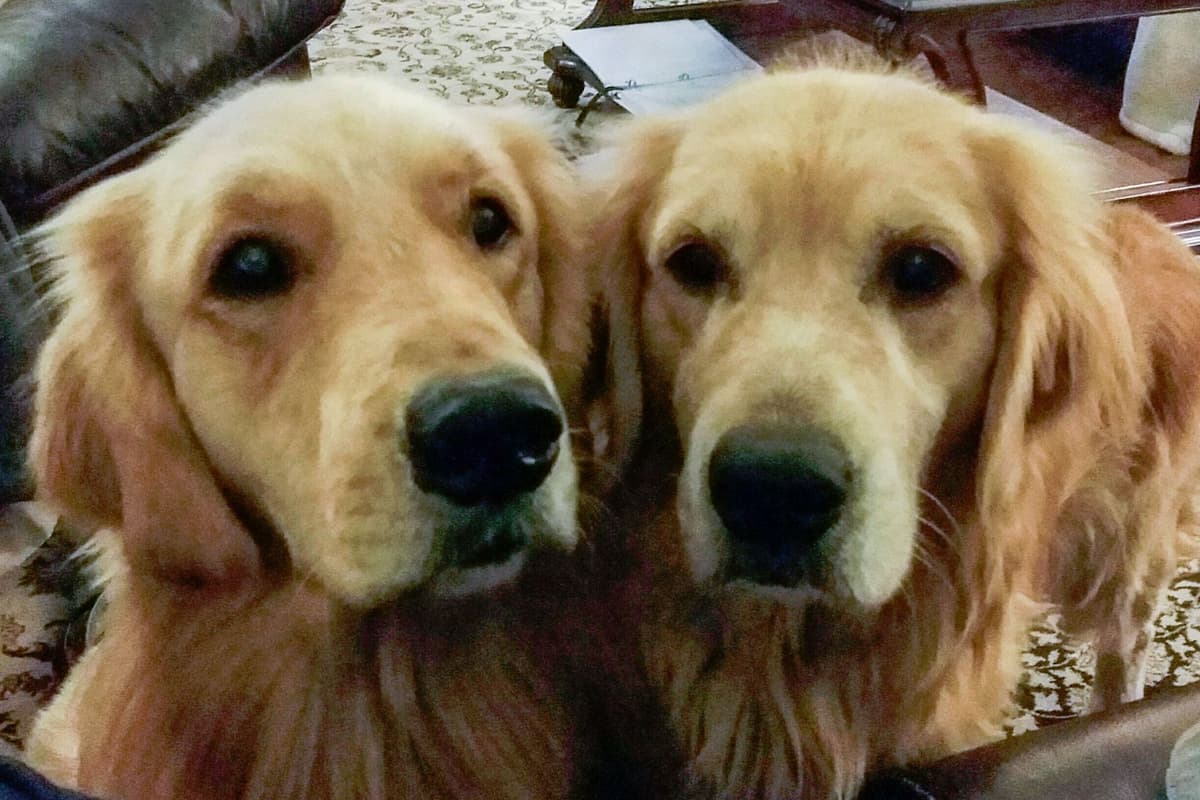 Golden Retriever Puppies breeder image 21