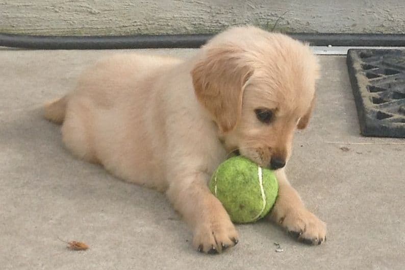 Golden Retriever Puppies breeder image 20