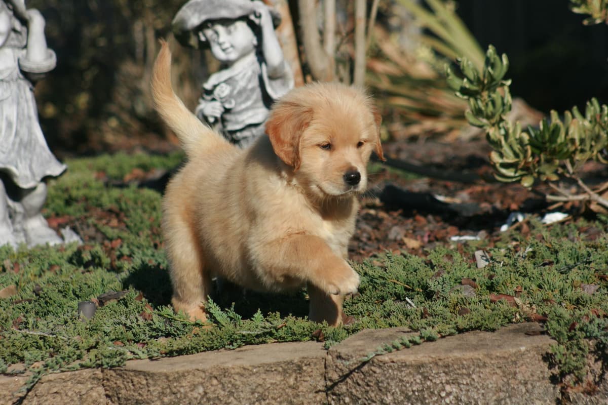 Golden Retriever Puppies breeder image 19