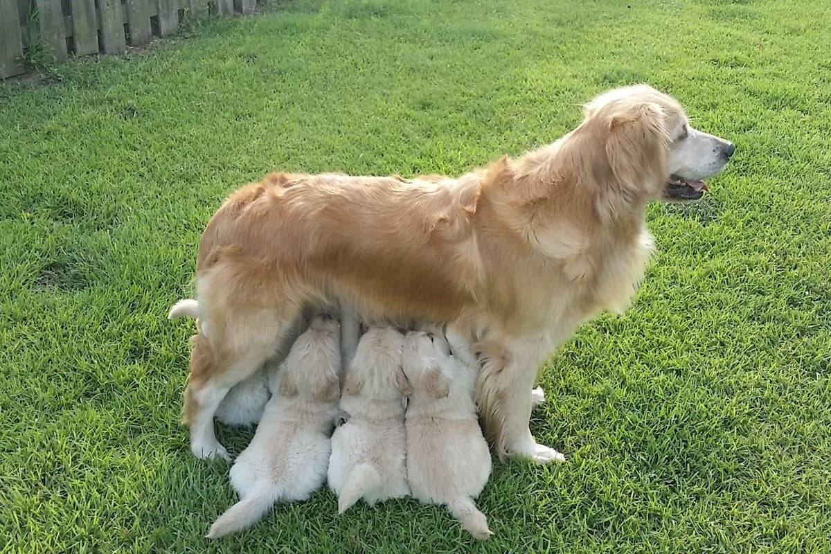 Golden Retriever Puppies breeder image 18