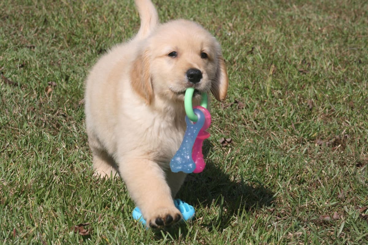Golden Retriever Puppies breeder image 17