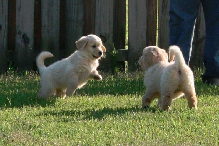 Golden Retriever Puppies breeder image 16