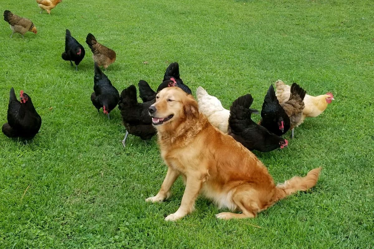 Golden Retriever Puppies breeder image 15