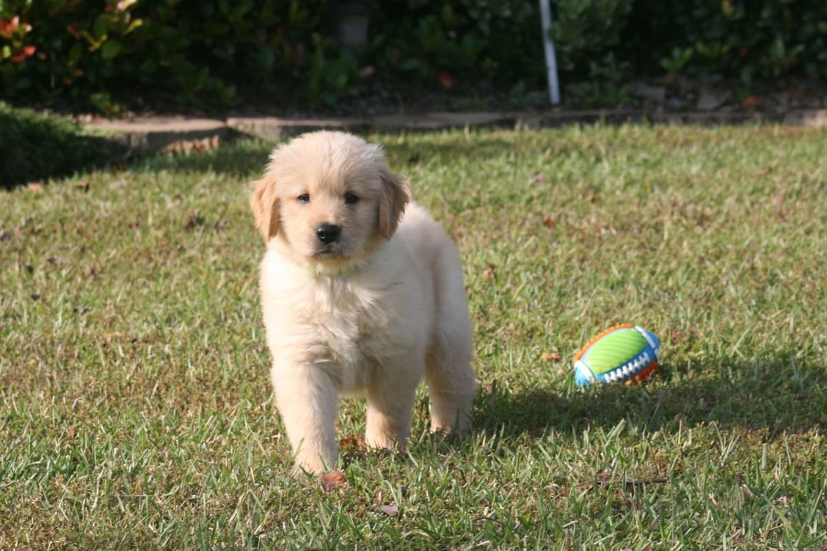 Golden Retriever Puppies breeder image 14