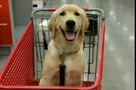 Golden Retriever Puppies breeder image 13