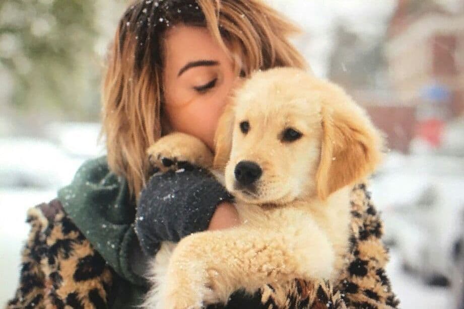 Golden Retriever Puppies breeder image 12