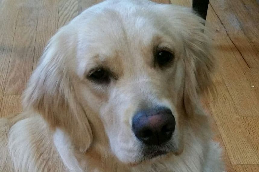 Golden Retriever Puppies breeder image 10