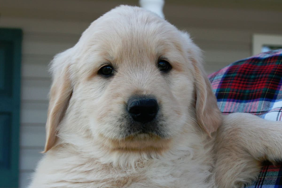 Golden Retriever Puppies breeder image 6