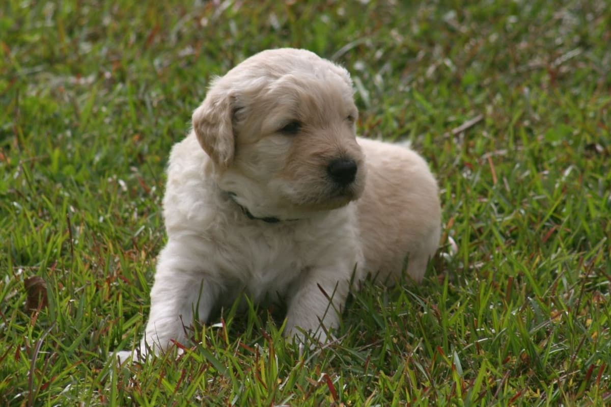 Golden Retriever Puppies breeder image 4