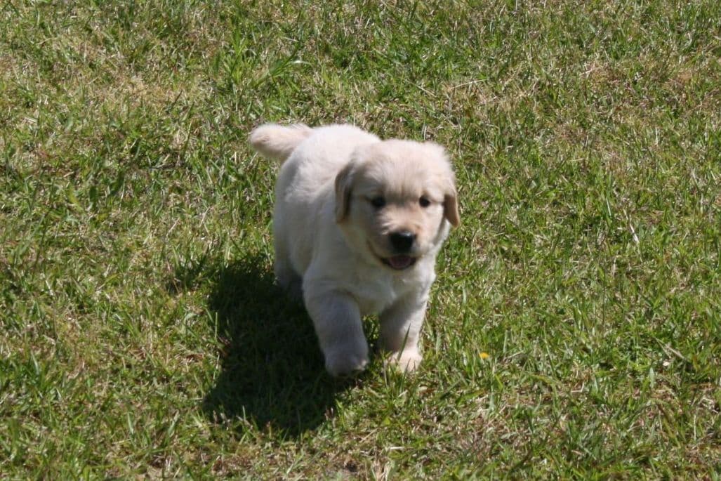 Golden Retriever Puppies breeder image 3