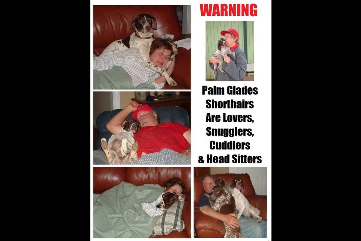 German Shorthaired Pointer Puppies breeder image 2
