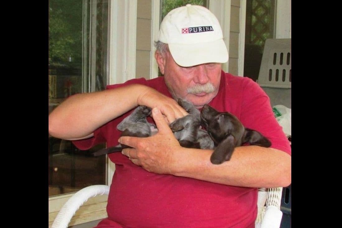 German Shorthaired Pointer Puppies breeder image 4