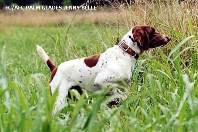 German Shorthaired Pointer Puppies breeder image 6