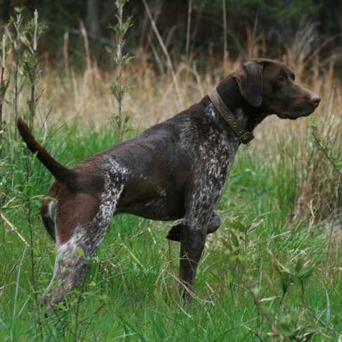 German Shorthaired Pointer Puppies breeder image 7