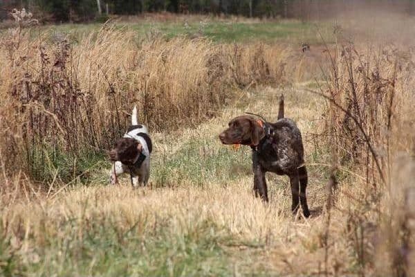 German Shorthaired Pointer Puppies breeder image 8