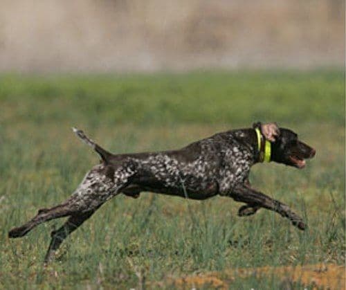 German Shorthaired Pointer Puppies breeder image 9