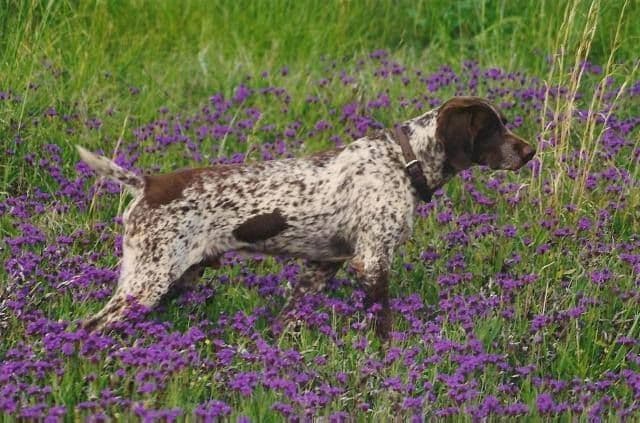 German Shorthaired Pointer Puppies breeder image 10