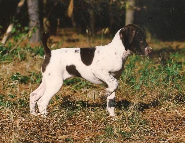 German Shorthaired Pointer Puppies breeder image 11