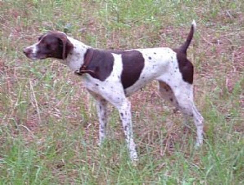 German Shorthaired Pointer Puppies breeder image 14