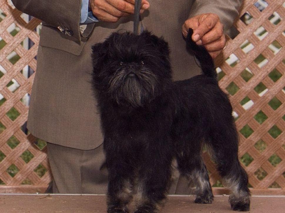 Affenpinscher Puppies breeder image 2
