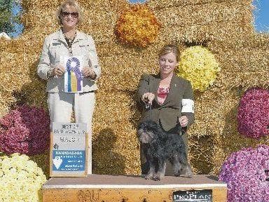 Affenpinscher Puppies breeder image 3