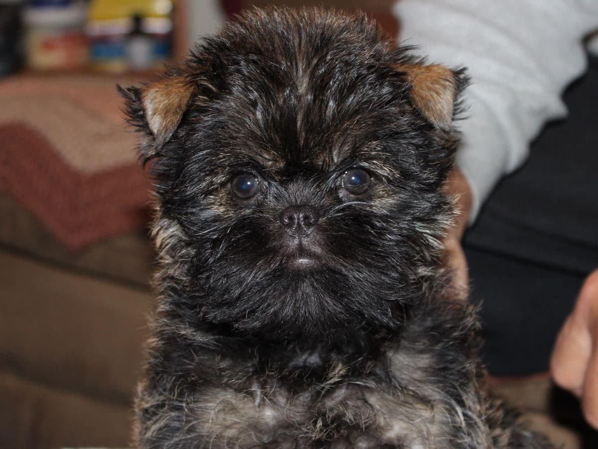 Affenpinscher Puppies breeder image 1