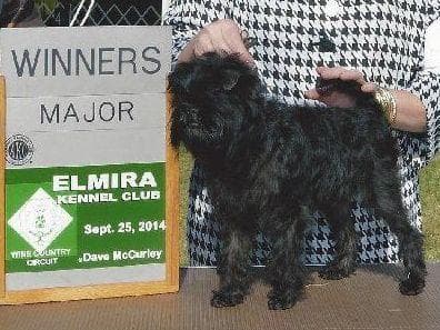 Affenpinscher Puppies breeder image 4
