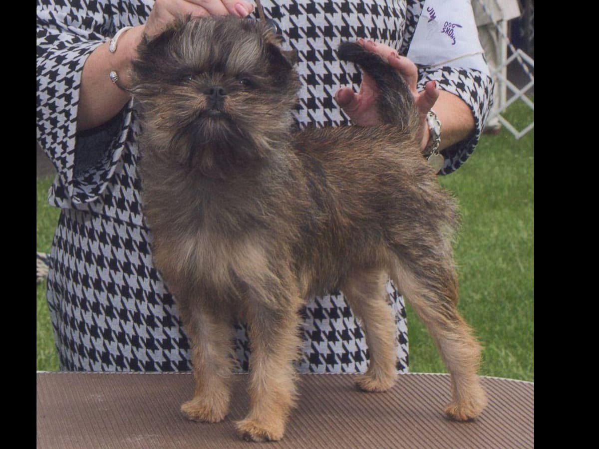 Affenpinscher Puppies breeder image 5