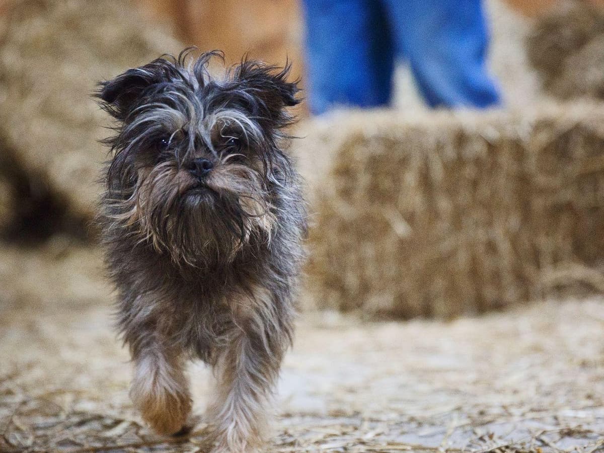 Affenpinscher Puppies breeder image 6