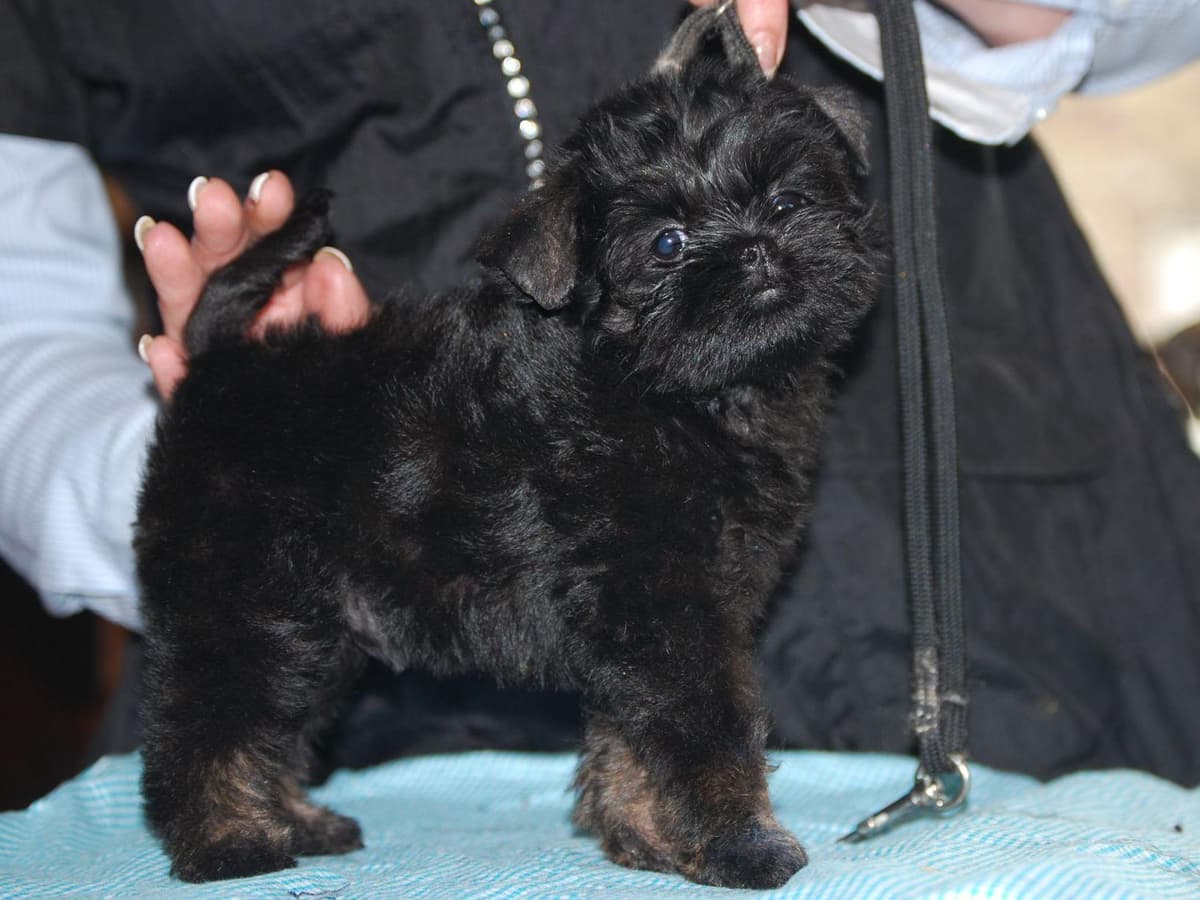 Affenpinscher Puppies breeder image 7